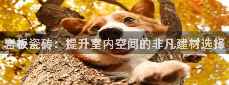 杏鑫平台代理怎么样